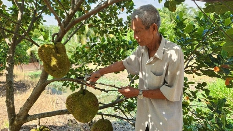 Mit khong hat Ba Lang giup lao nong kiem tien ty-Hinh-2