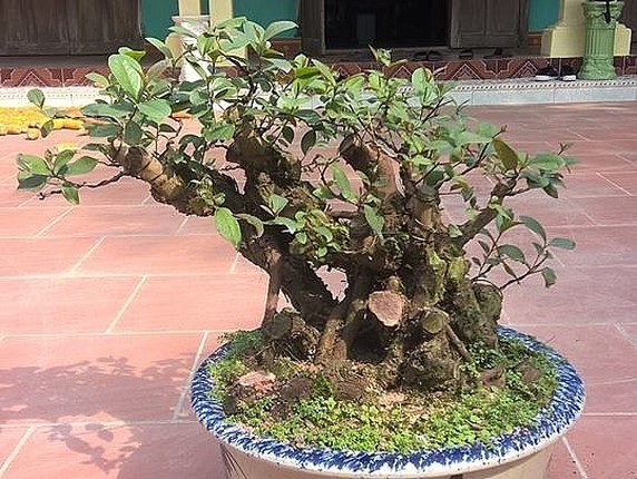 Chiem nguong cay dai moc bia rung bat ngo len chau thanh bonsai tien trieu-Hinh-10