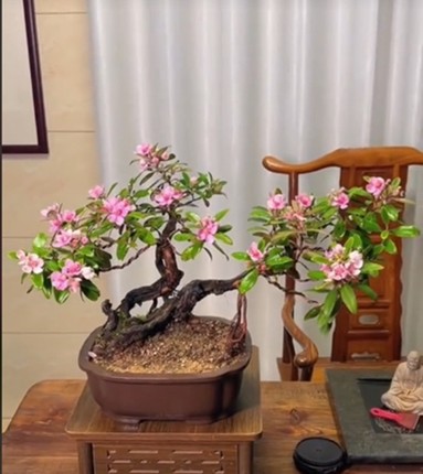 Chiem nguong cay dai moc bia rung bat ngo len chau thanh bonsai tien trieu-Hinh-4