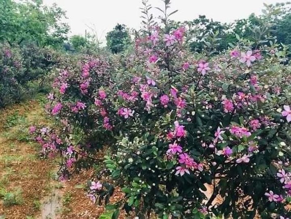 Chiem nguong cay dai moc bia rung bat ngo len chau thanh bonsai tien trieu-Hinh-5