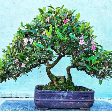 Chiem nguong cay dai moc bia rung bat ngo len chau thanh bonsai tien trieu-Hinh-6