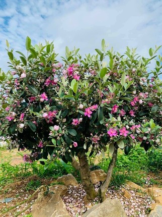 Chiem nguong cay dai moc bia rung bat ngo len chau thanh bonsai tien trieu