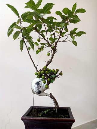 Chiem nguong loat sung bonsai doc la cua gioi dai gia-Hinh-10