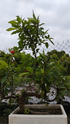 Chiem nguong loat sung bonsai doc la cua gioi dai gia-Hinh-4