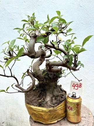 Chiem nguong loat sung bonsai doc la cua gioi dai gia-Hinh-5