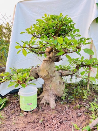 Chiem nguong loat sung bonsai doc la cua gioi dai gia-Hinh-6