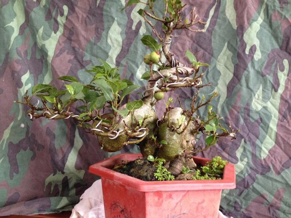 Chiem nguong loat sung bonsai doc la cua gioi dai gia-Hinh-7