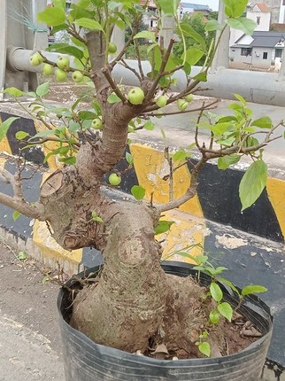 Chiem nguong loat sung bonsai doc la cua gioi dai gia-Hinh-8