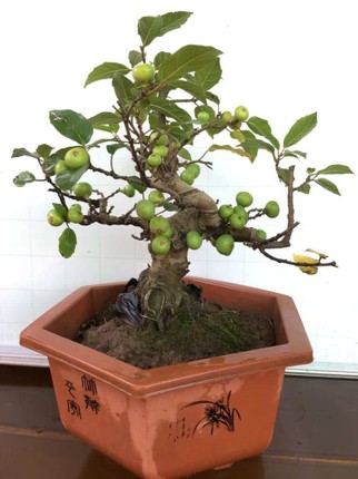 Chiem nguong loat sung bonsai doc la cua gioi dai gia