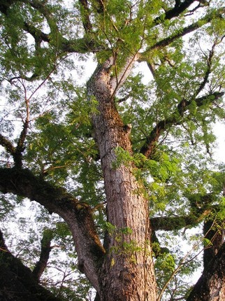 Chi tiet cu cay 700 tuoi 'khong do duoc bang tien'-Hinh-11