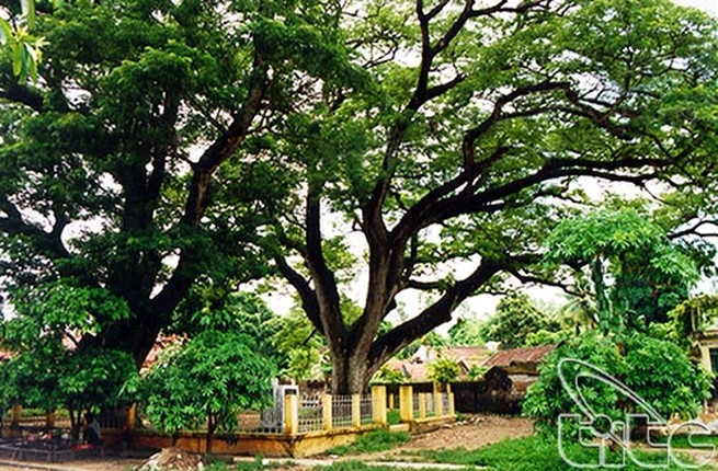 Chi tiet cu cay 700 tuoi 'khong do duoc bang tien'-Hinh-3