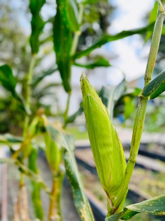 “Biet phu” nghin met vuong cua ca si My Tam-Hinh-12