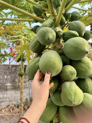 “Biet phu” nghin met vuong cua ca si My Tam-Hinh-6