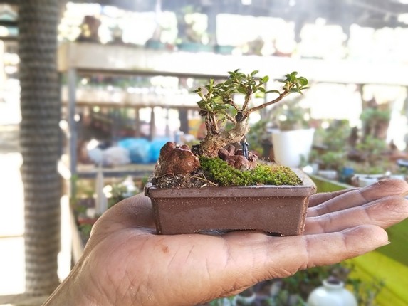 Chi tiet nhung cay bonsai mini cua lao nong Nha Trang-Hinh-2