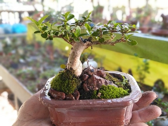 Chi tiet nhung cay bonsai mini cua lao nong Nha Trang-Hinh-3