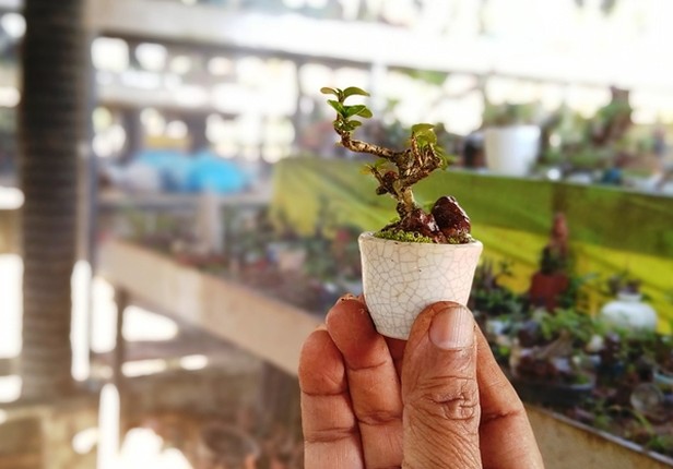 Chi tiet nhung cay bonsai mini cua lao nong Nha Trang-Hinh-5