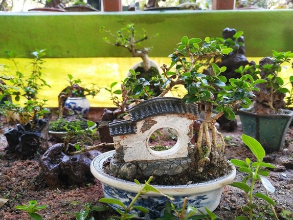 Chi tiet nhung cay bonsai mini cua lao nong Nha Trang-Hinh-7