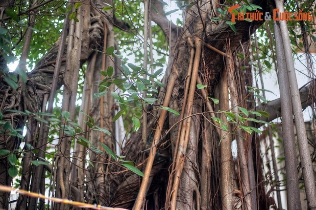 Xem cay da co thuhiem co giua pho phuong Ha Noi-Hinh-8