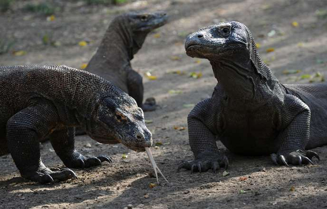 Vi sao rong Komodo thoat khoi tham hoa tuyet chung?-Hinh-10