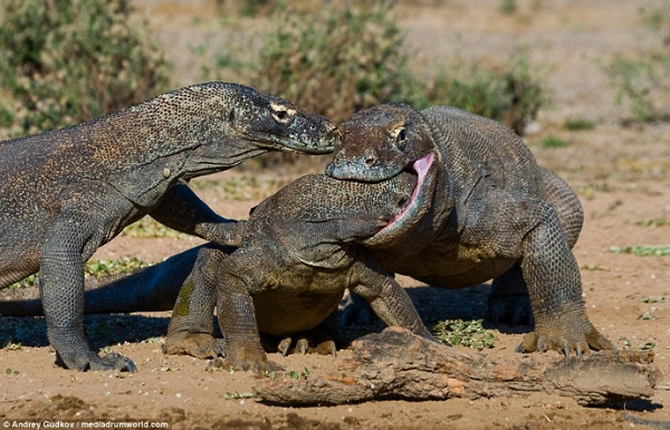 Vi sao rong Komodo thoat khoi tham hoa tuyet chung?-Hinh-11