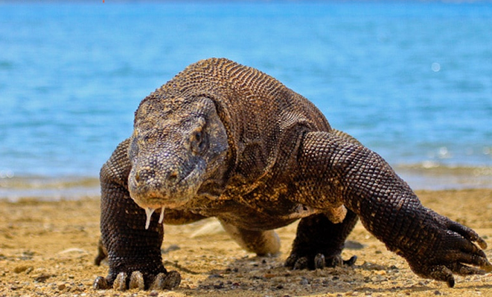 Vi sao rong Komodo thoat khoi tham hoa tuyet chung?-Hinh-3