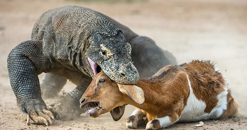 Vi sao rong Komodo thoat khoi tham hoa tuyet chung?-Hinh-6