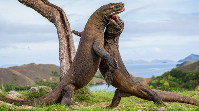 Vi sao rong Komodo thoat khoi tham hoa tuyet chung?-Hinh-9