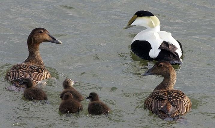 Loai vit vit bien Eider vi sao duoc nguoi giau lien tuc tim mua?-Hinh-7