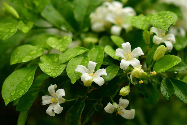 Cay nguyet que o Ben Tre duoc chu nhan rao ban tien ty-Hinh-10