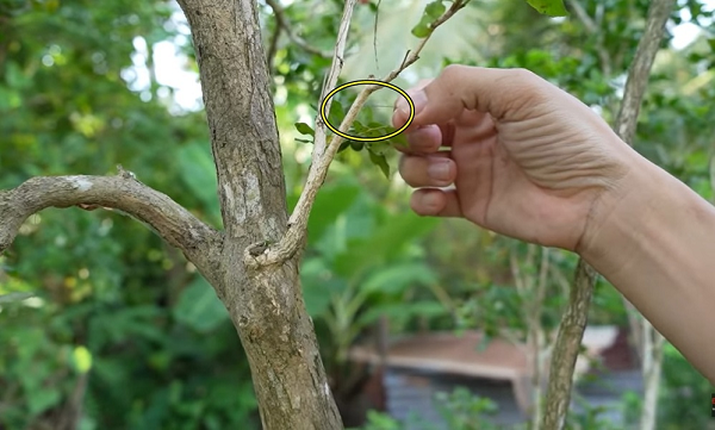 Cay nguyet que o Ben Tre duoc chu nhan rao ban tien ty-Hinh-2