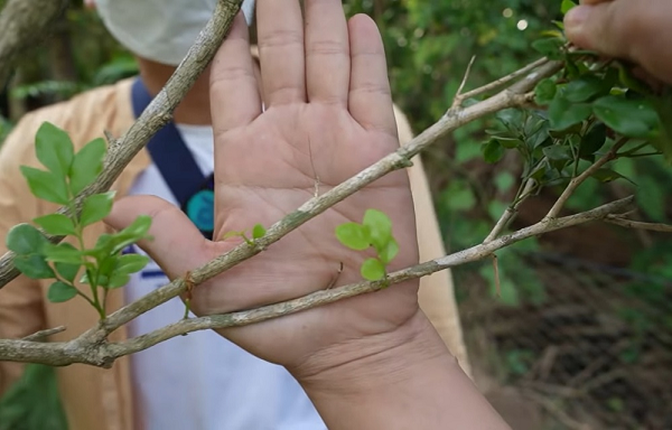 Cay nguyet que o Ben Tre duoc chu nhan rao ban tien ty-Hinh-3