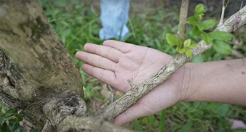 Cay nguyet que o Ben Tre duoc chu nhan rao ban tien ty-Hinh-5