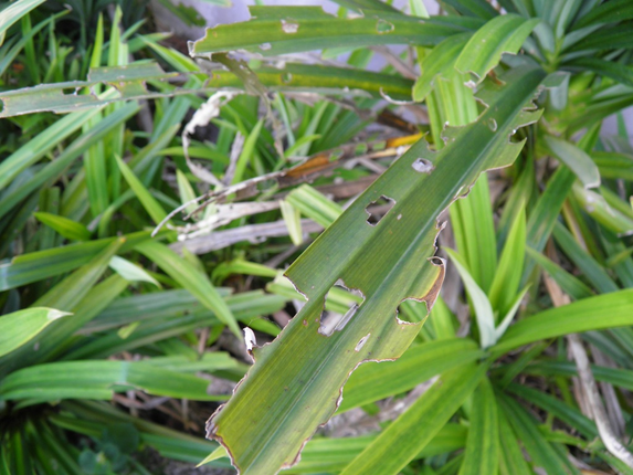 Cay Pandanus chi moc tren vung dat chua kim cuong-Hinh-8