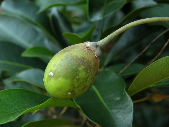 Chi tiet nhung loai cay trong Sach do o Khu bao ton thien nhien Hon Ba-Hinh-15