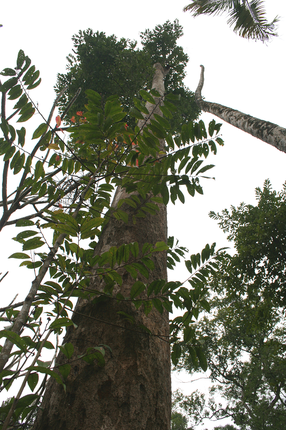 Chi tiet nhung loai cay trong Sach do o Khu bao ton thien nhien Hon Ba-Hinh-16