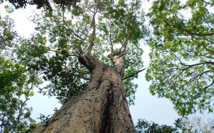 Chi tiet nhung loai cay trong Sach do o Khu bao ton thien nhien Hon Ba-Hinh-8