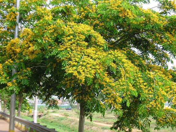 Chi tiet nhung loai cay trong Sach do o Khu bao ton thien nhien Hon Ba-Hinh-9