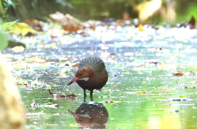 Loai ga nuoc co trang Aldabra tuyet tich 136.000 nam bong hien hinh-Hinh-3