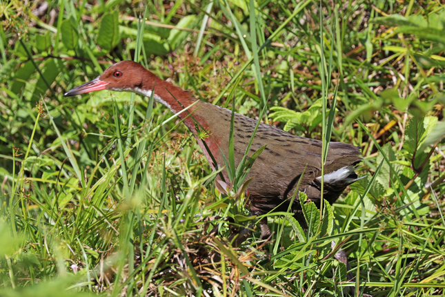 Loai ga nuoc co trang Aldabra tuyet tich 136.000 nam bong hien hinh-Hinh-8