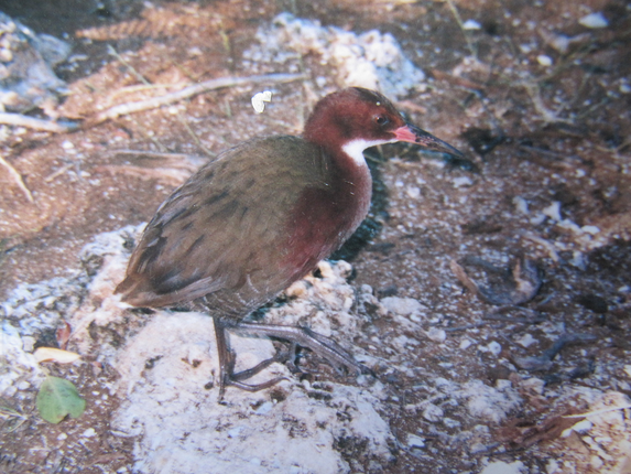 Loai ga nuoc co trang Aldabra tuyet tich 136.000 nam bong hien hinh