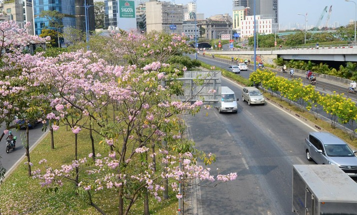 Ngay ngat ngam hoa ken hong nhuom tim duong pho Sai Gon-Hinh-10