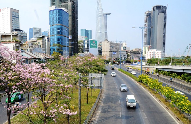 Ngay ngat ngam hoa ken hong nhuom tim duong pho Sai Gon-Hinh-2