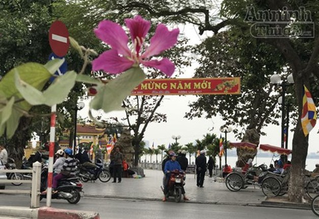 Dep la hoa ban bung no tim troi Ha Noi-Hinh-8