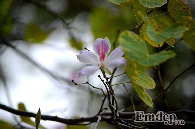 Hoa ban Tay Bac no som giua long Ha Noi dep nao long-Hinh-6