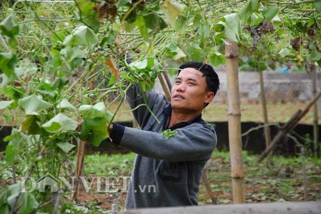 Su su rot gia tham, hang tram tan dung lam phan-Hinh-5