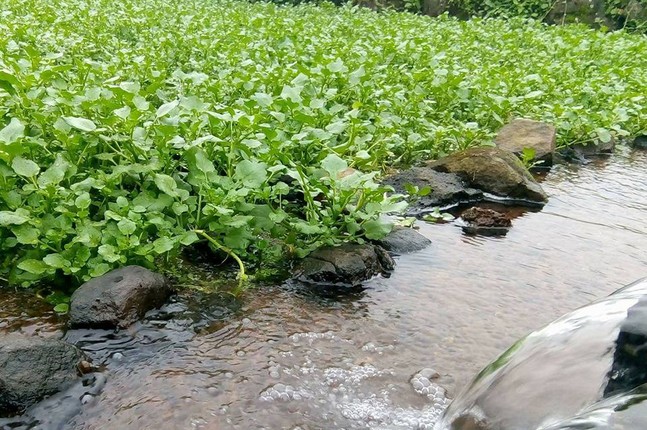 Kham pha ve rau “tuyet doi sach”, dac san o Quang Tri-Hinh-2