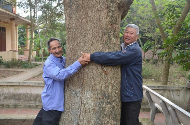 Can canh “cu” sua 400 tuoi duoc dai gia san don o Bac Ninh-Hinh-3