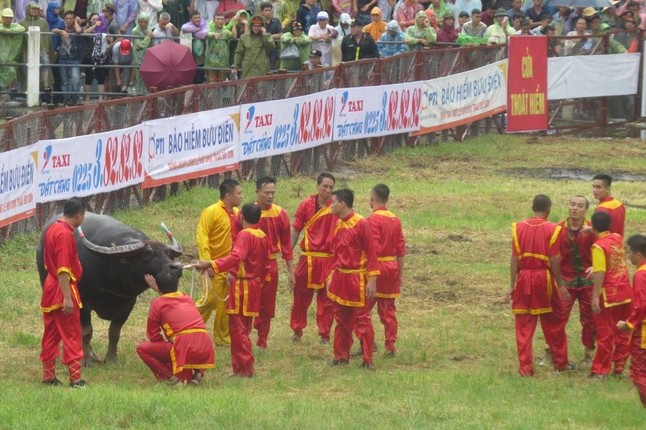 Le hoi choi trau Do Son 2018: Trau choi nang hon 1 tan tung don hiem-Hinh-6