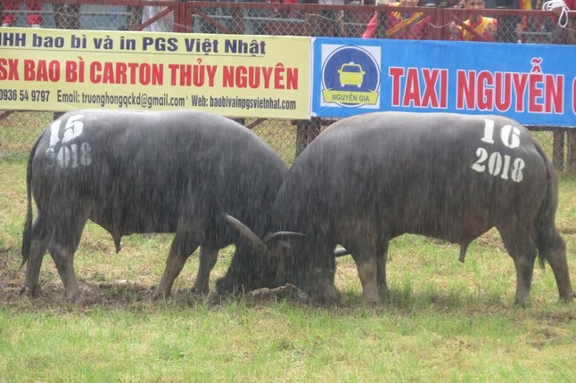 Le hoi choi trau Do Son 2018: Trau choi nang hon 1 tan tung don hiem