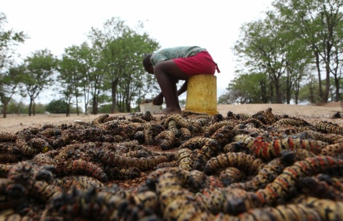 Kinh di mon sau buom Mopane, dac san duoc ua chuong o Zimbabwe-Hinh-4